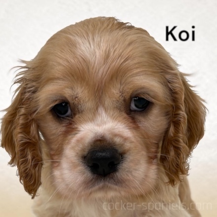 puppy, for, sale, Cocker Spaniel, Joe & Cherri  Overlease, dog, breeder, Miller, MO, dog-breeder, puppy-for-sale, forsale, nearby, find, puppyfind, locator, puppylocator, aca